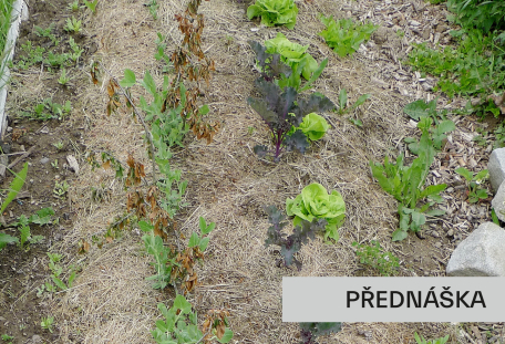 3+1 o zahradničení aneb jak omezit plevel bez chemie a zbytečné dřiny